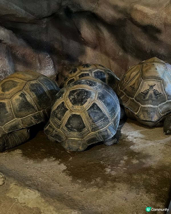 ［大阪景點］🐟🐠日本最美水族館x 全日本第一個球形水族箱