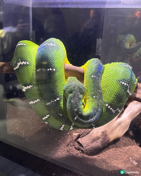 ［大阪景點］🐟🐠日本最美水族館x 全日本第一個球形水族箱