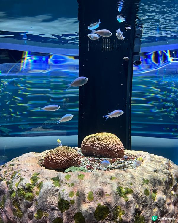 ［大阪景點］🐟🐠日本最美水族館x 全日本第一個球形水族箱