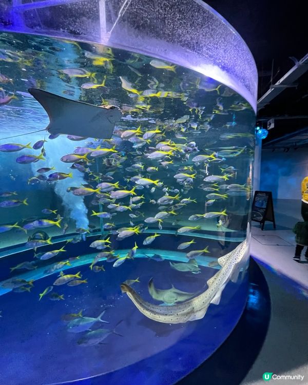 ［大阪景點］🐟🐠日本最美水族館x 全日本第一個球形水族箱