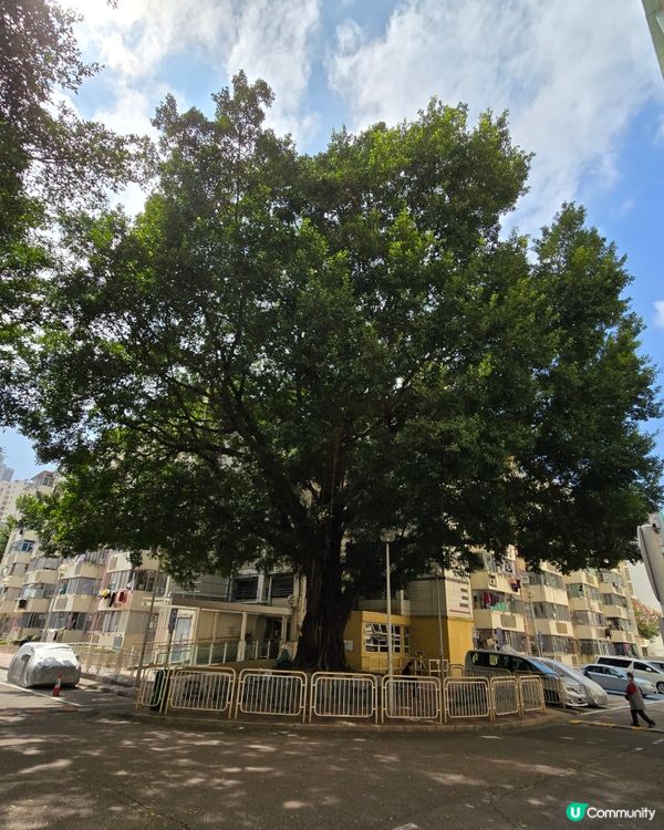 香港屋邨遊：福來邨