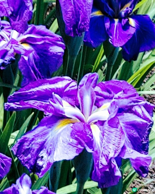 東京夏日紫花海 🦋  吹上公園賞花去！