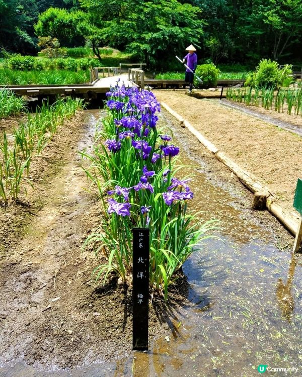 東京夏日紫花海 🦋  吹上公園賞花去！