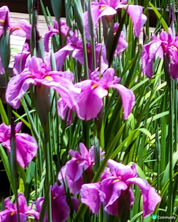 東京夏日紫花海 🦋  吹上公園賞花去！