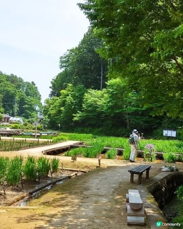 東京夏日紫花海 🦋  吹上公園賞花去！