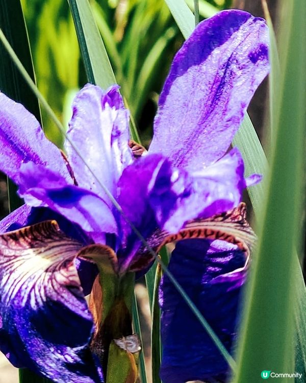 東京夏日紫花海 🦋  吹上公園賞花去！