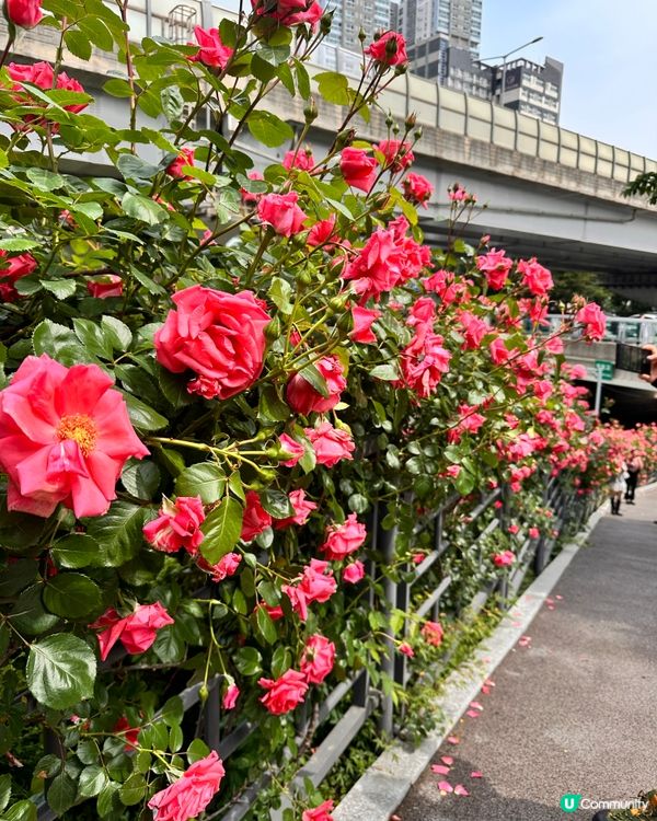 【🇰🇷韓國首爾5月旅行景點推薦】答應我一定要嚟呢度睇玫瑰花 🌹