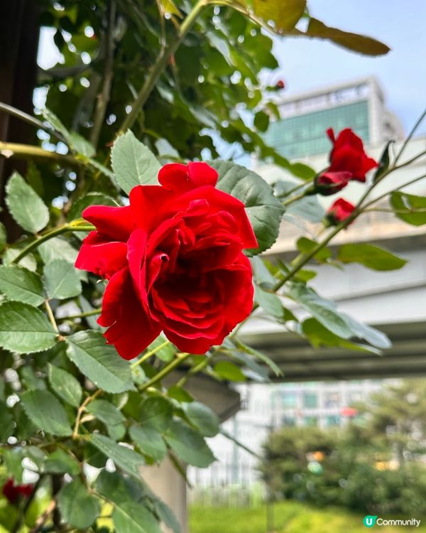 【🇰🇷韓國首爾5月旅行景點推薦】答應我一定要嚟呢度睇玫瑰花 🌹