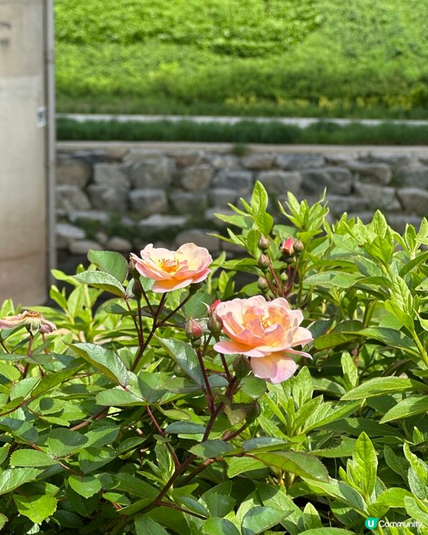 【🇰🇷韓國首爾5月旅行景點推薦】答應我一定要嚟呢度睇玫瑰花 🌹