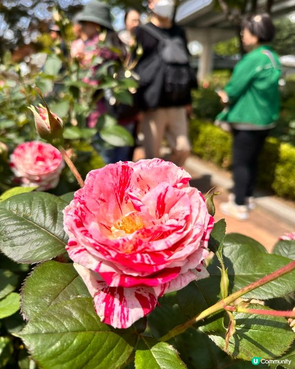 【🇰🇷韓國首爾5月旅行景點推薦】答應我一定要嚟呢度睇玫瑰花 🌹
