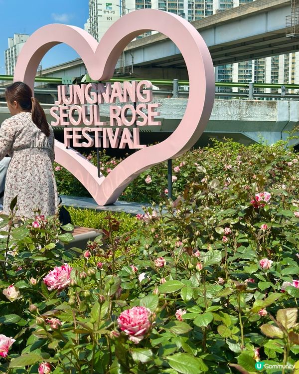 【🇰🇷韓國首爾5月旅行景點推薦】答應我一定要嚟呢度睇玫瑰花 🌹