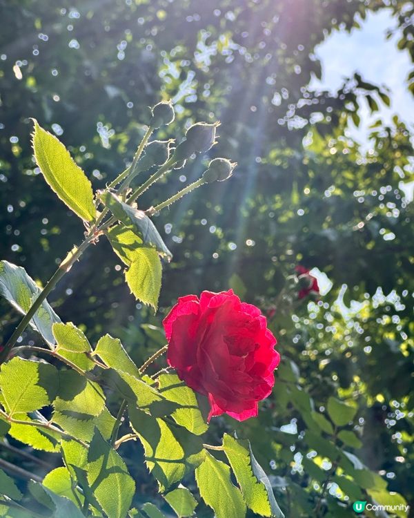 【🇰🇷韓國首爾5月旅行景點推薦】答應我一定要嚟呢度睇玫瑰花 🌹