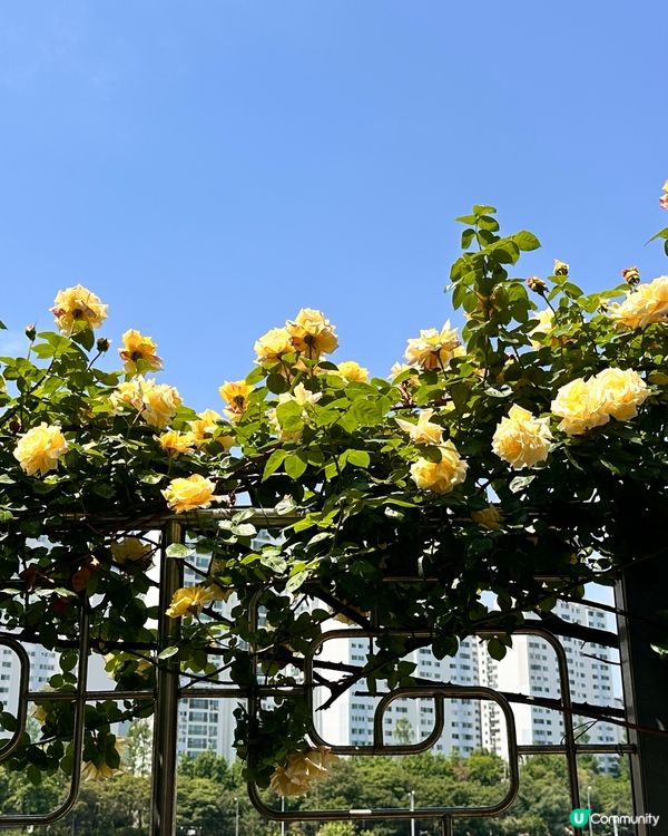 【🇰🇷韓國首爾5月旅行景點推薦】答應我一定要嚟呢度睇玫瑰花 🌹