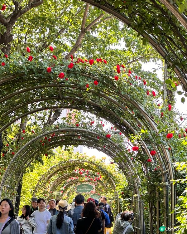 【🇰🇷韓國首爾5月旅行景點推薦】答應我一定要嚟呢度睇玫瑰花 🌹