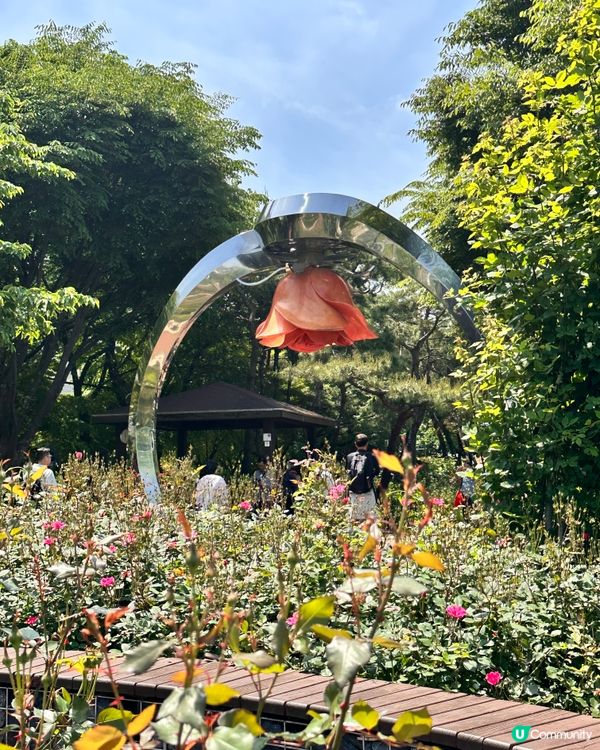 【🇰🇷韓國首爾5月旅行景點推薦】答應我一定要嚟呢度睇玫瑰花 🌹