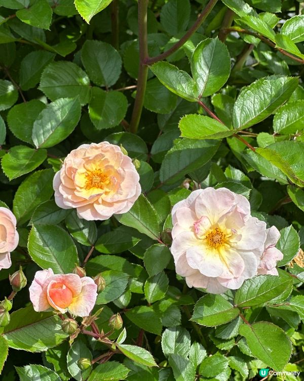 【🇰🇷韓國首爾5月旅行景點推薦】答應我一定要嚟呢度睇玫瑰花 🌹