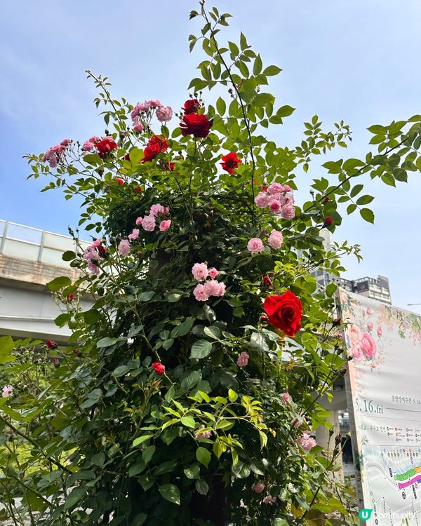 【🇰🇷韓國首爾5月旅行景點推薦】答應我一定要嚟呢度睇玫瑰花 🌹