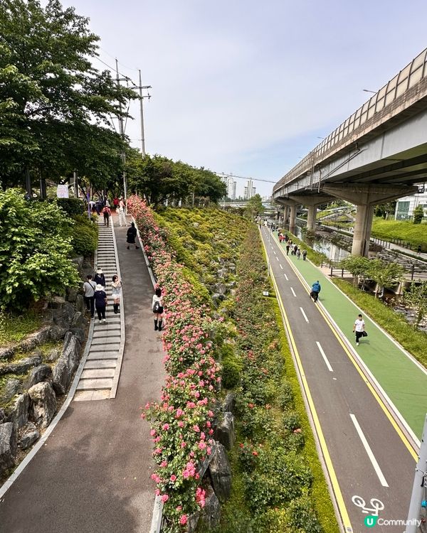 【🇰🇷韓國首爾5月旅行景點推薦】答應我一定要嚟呢度睇玫瑰花 🌹