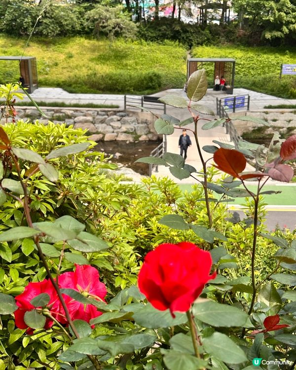 【🇰🇷韓國首爾5月旅行景點推薦】答應我一定要嚟呢度睇玫瑰花 🌹