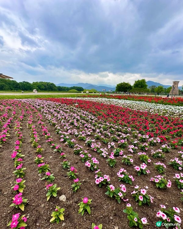 🇰🇷韓國慶州賞花推薦🌺🌼🌸🌹 一大片花海超夢幻😍💯
