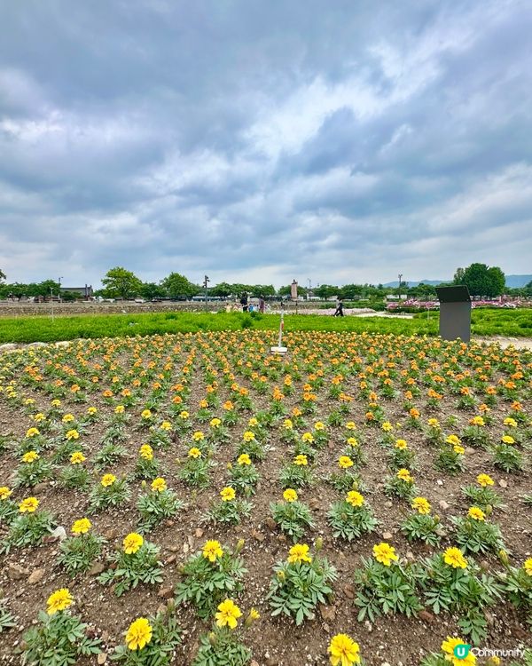🇰🇷韓國慶州賞花推薦🌺🌼🌸🌹 一大片花海超夢幻😍💯