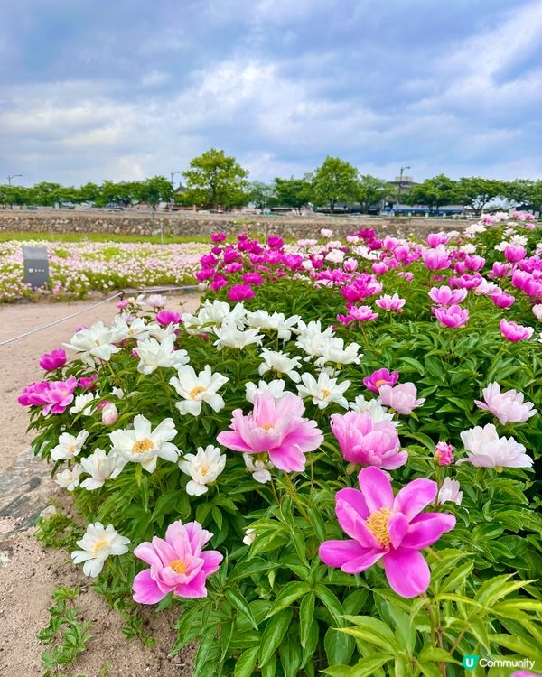 🇰🇷韓國慶州賞花推薦🌺🌼🌸🌹 一大片花海超夢幻😍💯