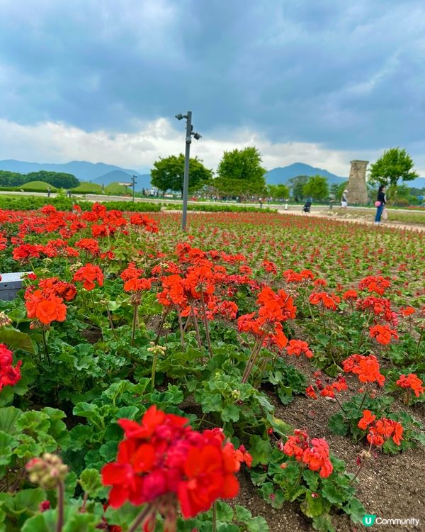 🇰🇷韓國慶州賞花推薦🌺🌼🌸🌹 一大片花海超夢幻😍💯