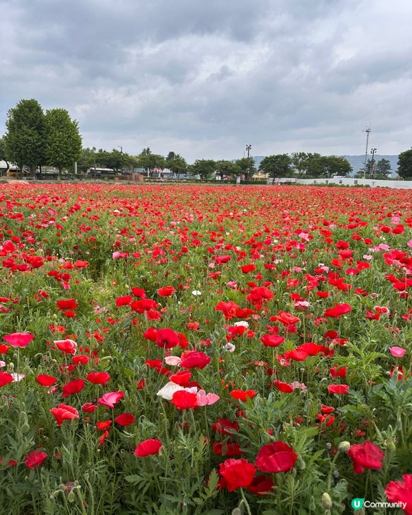 🇰🇷韓國慶州賞花推薦🌺🌼🌸🌹 一大片花海超夢幻😍💯