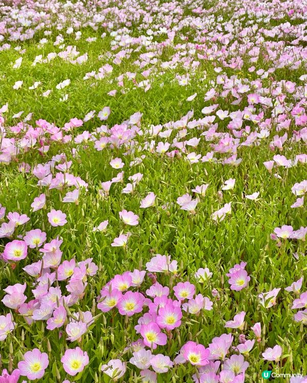 🇰🇷韓國慶州賞花推薦🌺🌼🌸🌹 一大片花海超夢幻😍💯