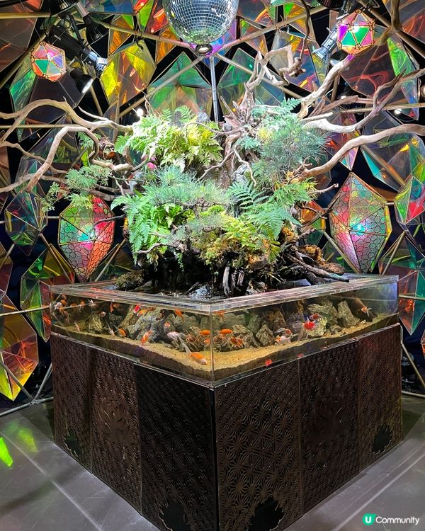 ［全🇯🇵最大］奈良金魚博物館🐠✨  4000條金魚打卡必去！