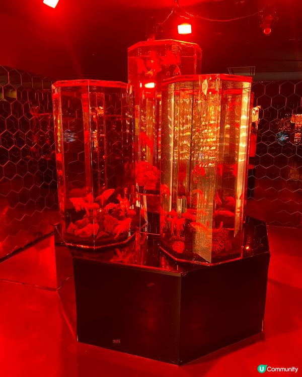 ［全🇯🇵最大］奈良金魚博物館🐠✨  4000條金魚打卡必去！