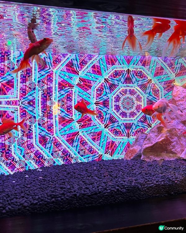 ［全🇯🇵最大］奈良金魚博物館🐠✨  4000條金魚打卡必去！