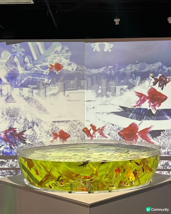 ［全🇯🇵最大］奈良金魚博物館🐠✨  4000條金魚打卡必去！