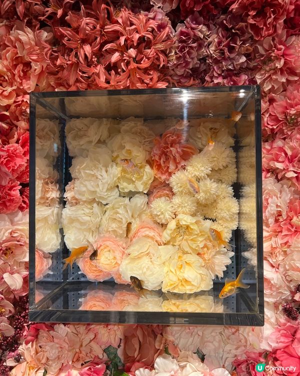 ［全🇯🇵最大］奈良金魚博物館🐠✨  4000條金魚打卡必去！