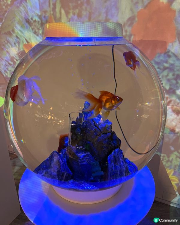 ［全🇯🇵最大］奈良金魚博物館🐠✨  4000條金魚打卡必去！