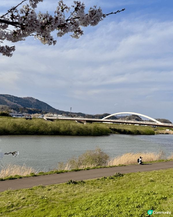 櫻花滿開的浪漫時刻，加上遠處的藏王連峰和電車，令人難忘既回憶...