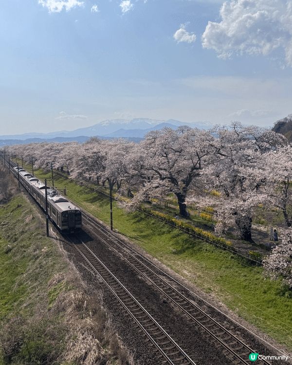 櫻花滿開的浪漫時刻，加上遠處的藏王連峰和電車，令人難忘既回憶...