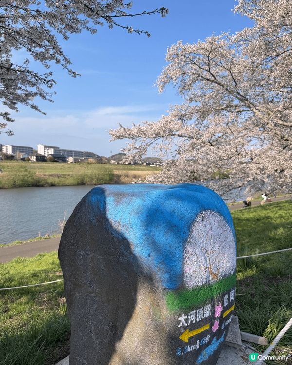 櫻花滿開的浪漫時刻，加上遠處的藏王連峰和電車，令人難忘既回憶...