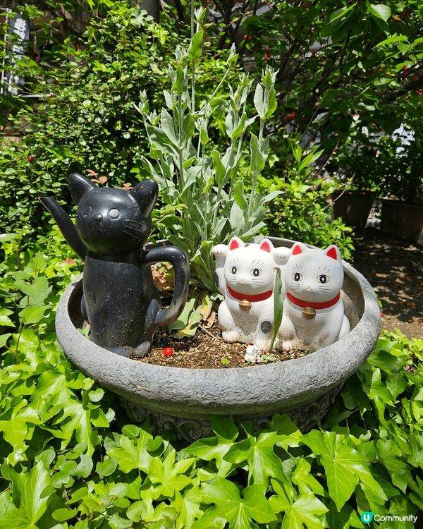 東京近淺草區嘅貓腎石真係好多貓貓呀 又可以抽籤抽貓貓吊飾 又...