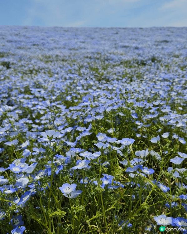 東京小藍 花公園藍色嘅花一朵一度通到成個山都係 去到嘅時候一...