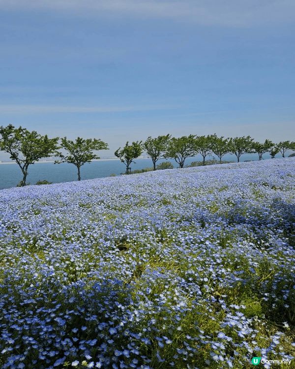 東京小藍 花公園藍色嘅花一朵一度通到成個山都係 去到嘅時候一...