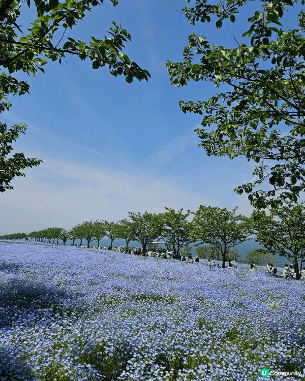 東京小藍 花公園藍色嘅花一朵一度通到成個山都係 去到嘅時候一...