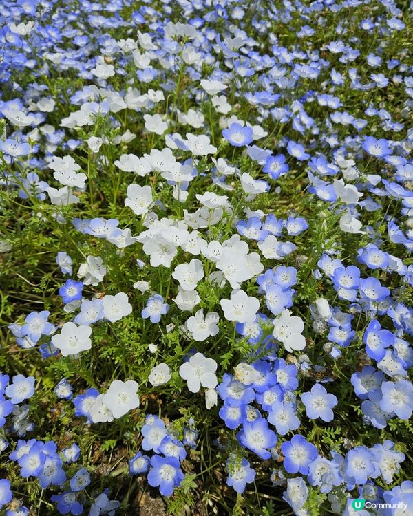 東京小藍 花公園藍色嘅花一朵一度通到成個山都係 去到嘅時候一...