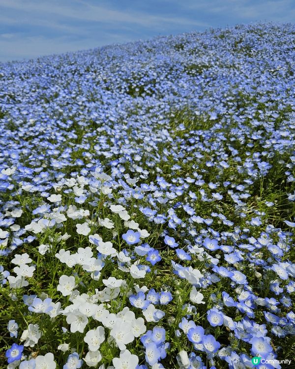 東京小藍 花公園藍色嘅花一朵一度通到成個山都係 去到嘅時候一...