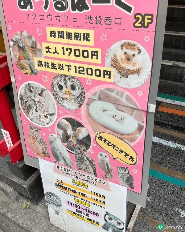 東京之旅帶咗小朋友去雞頭鷹Cafe，可以摸同餵唔同種類嘅貓頭...