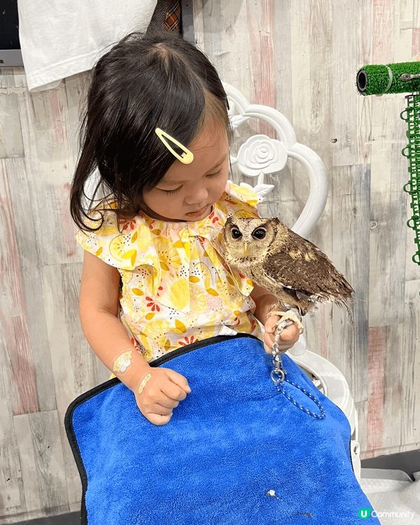 東京之旅帶咗小朋友去雞頭鷹Cafe，可以摸同餵唔同種類嘅貓頭...