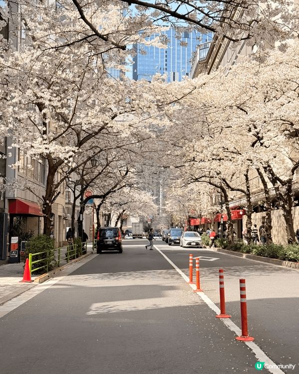 三月碎片🧩 #東京櫻花🌸