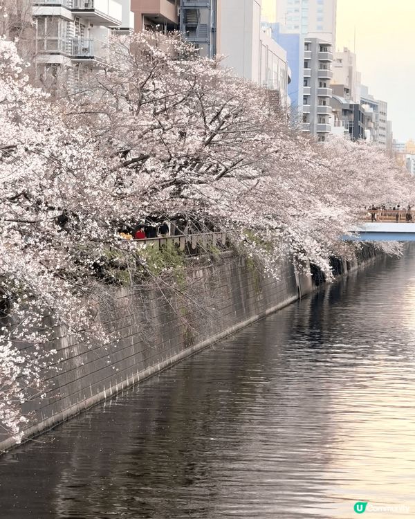 三月碎片🧩 #東京櫻花🌸