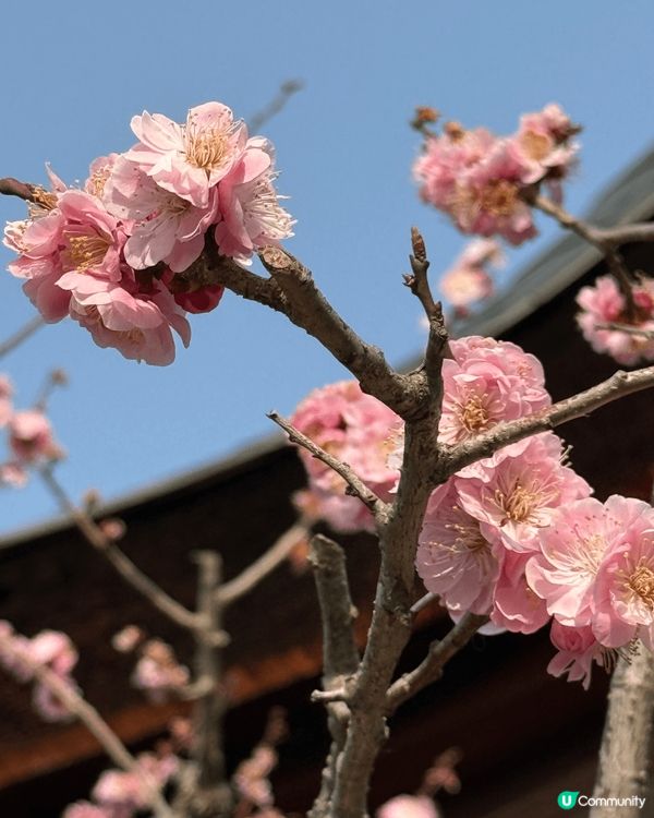 三月份嘅大阪之旅😻除咗去咗睇櫻花仲食咗好多唔同嘅日本美食，好...