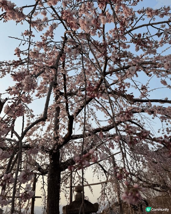 三月份嘅大阪之旅😻除咗去咗睇櫻花仲食咗好多唔同嘅日本美食，好...